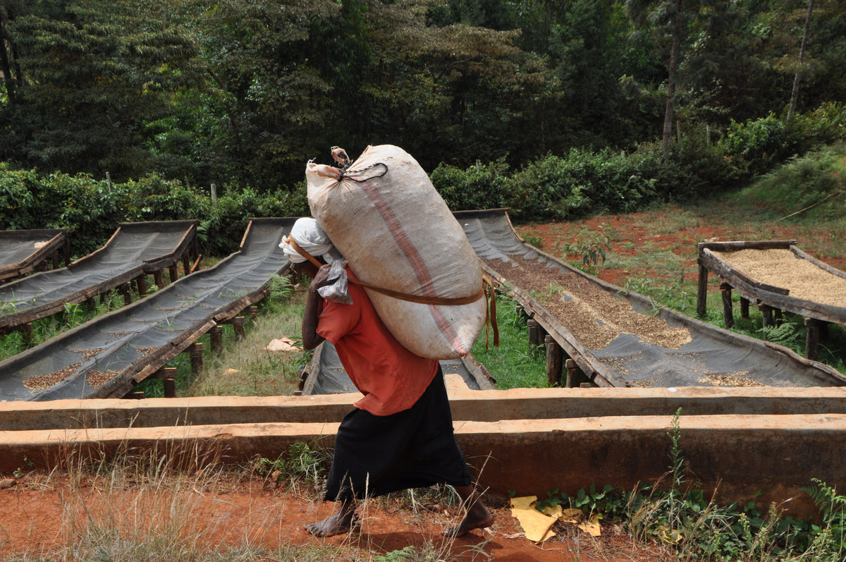 Mamuto PB, Kenya First Love Coffee First Love Coffee