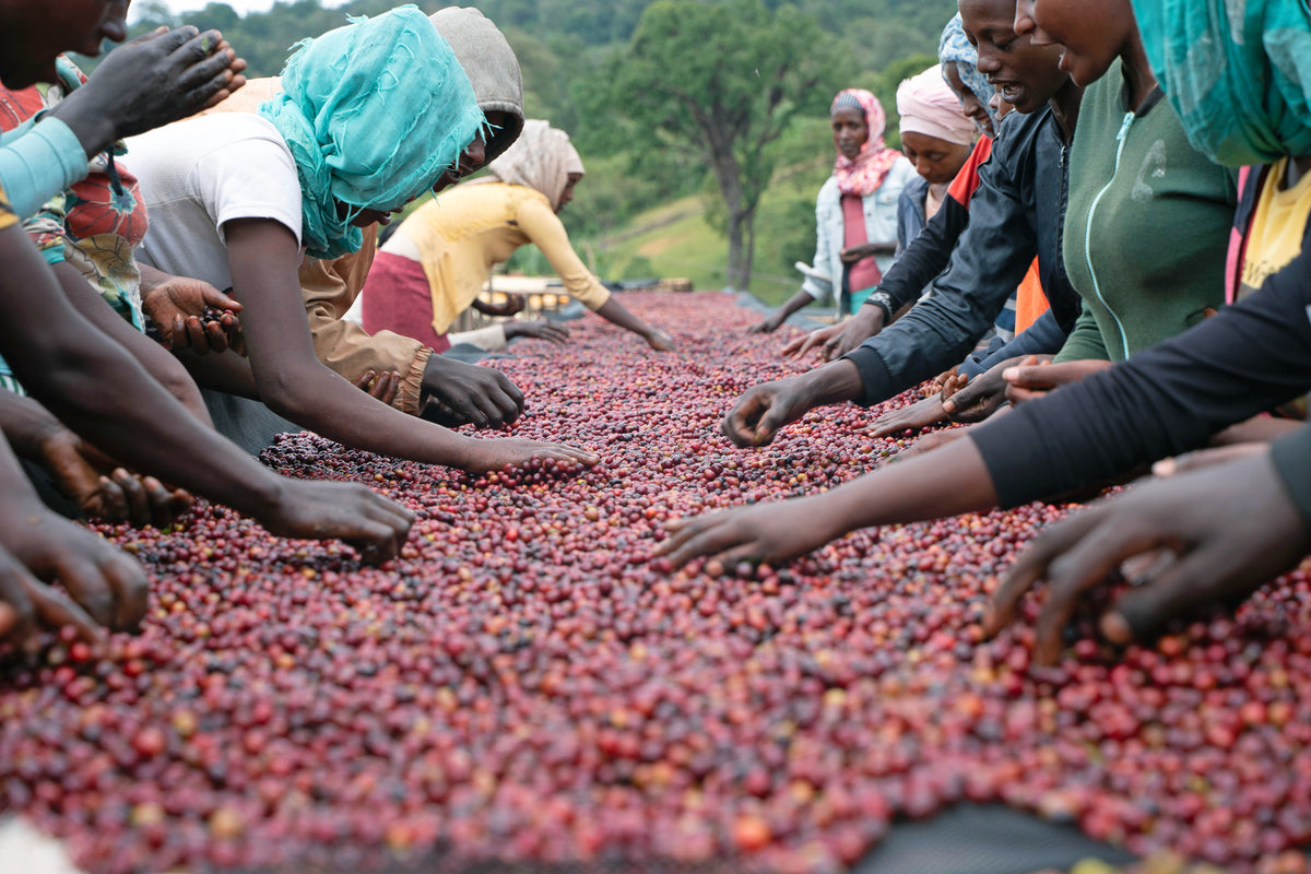 Mundayo, Ethiopia First Love Coffee First Love Coffee